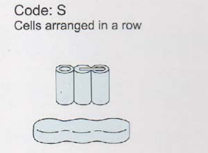 Code S: cells arranged in a row
